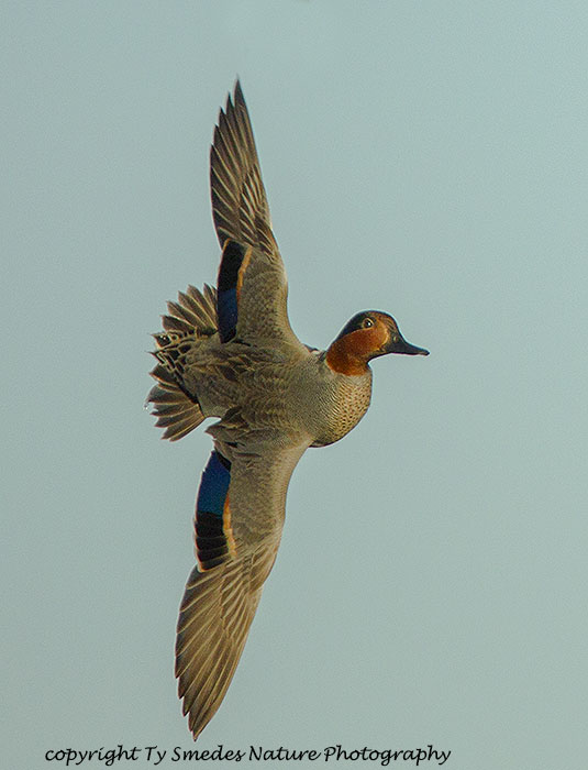 Green-winged Teal Drake