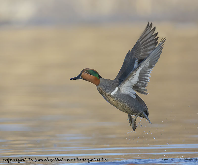 Wood Duck Drake Landing with Reflection