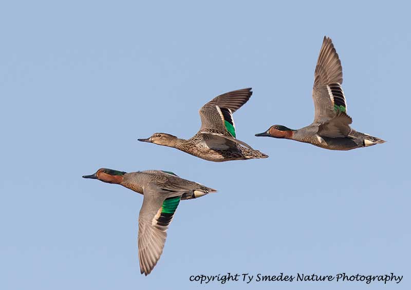 Green-winged Teal Courtship Flight