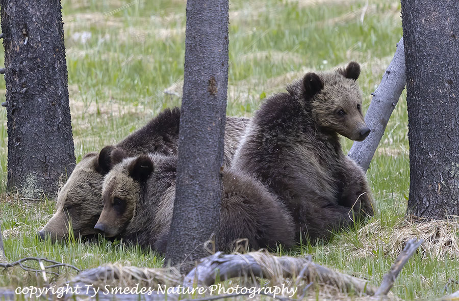 Grizzly and 2 Cubs