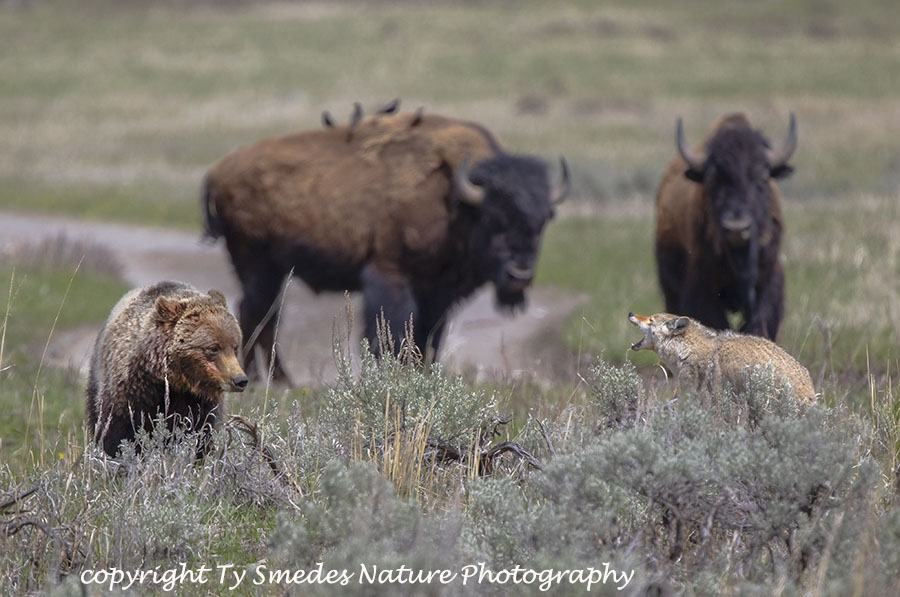 Coyote Chasing Grizzly away from Den and Pups