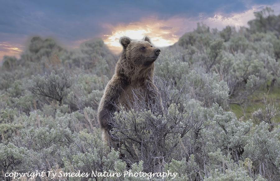 GrizzleyStanding