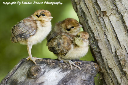 Ruffed Grouse chicks on log