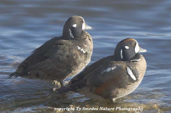Harlequin Drakes along Mississippi River, at Lock #14