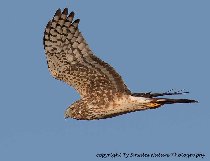 Female Harrier flying over an Iowa marsh
