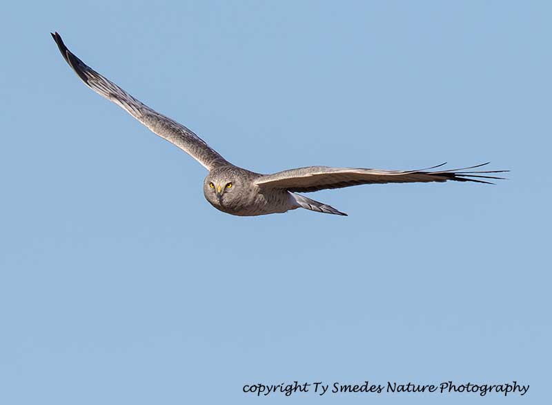 Male Harrier flying over an Iowa marsh