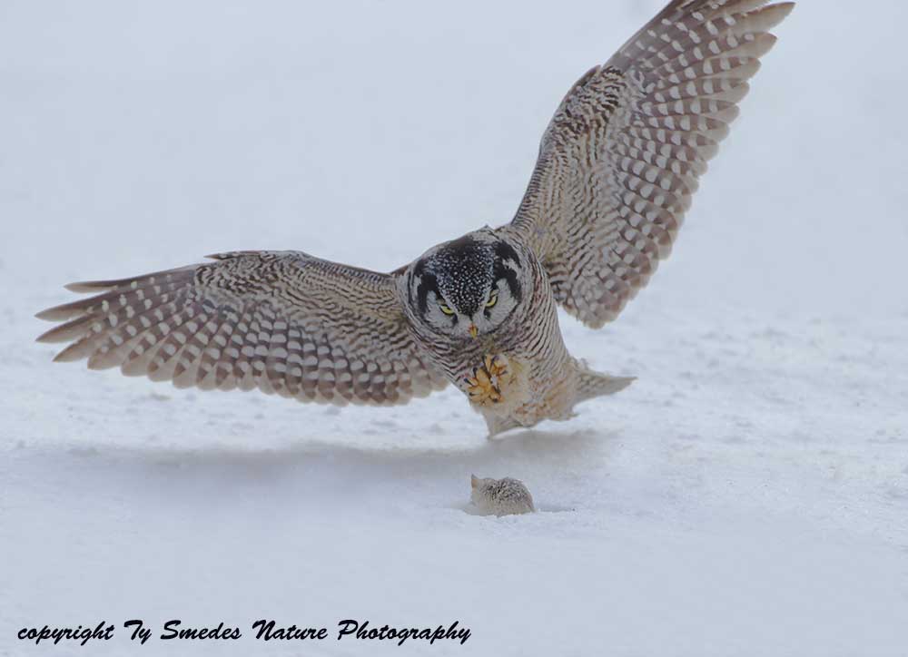 Northern Hawk Owl Diving for Prey