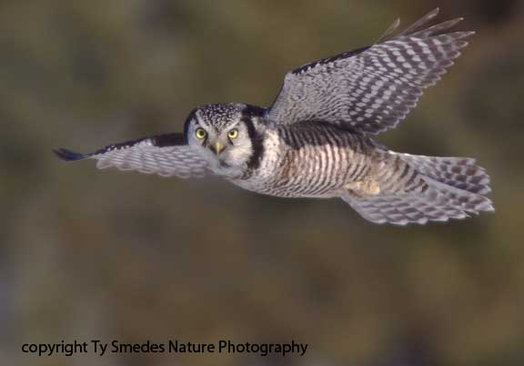 Northern Hawk Owl in flight