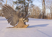 Northern Hawkowl Diving at Prey