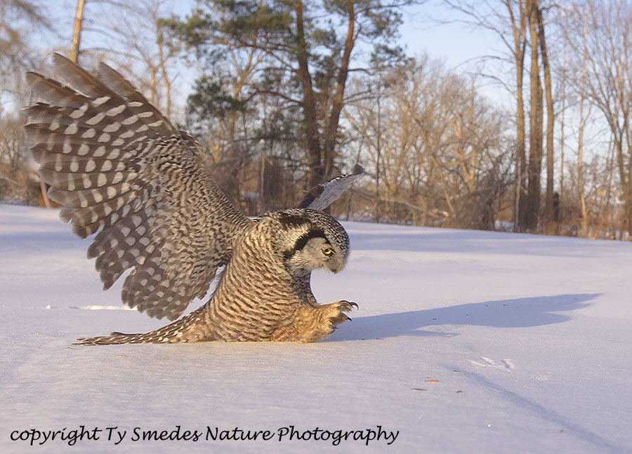 Northern Hawkowl Diving at Prey