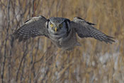 Northern Hawkowl Diving at Prey