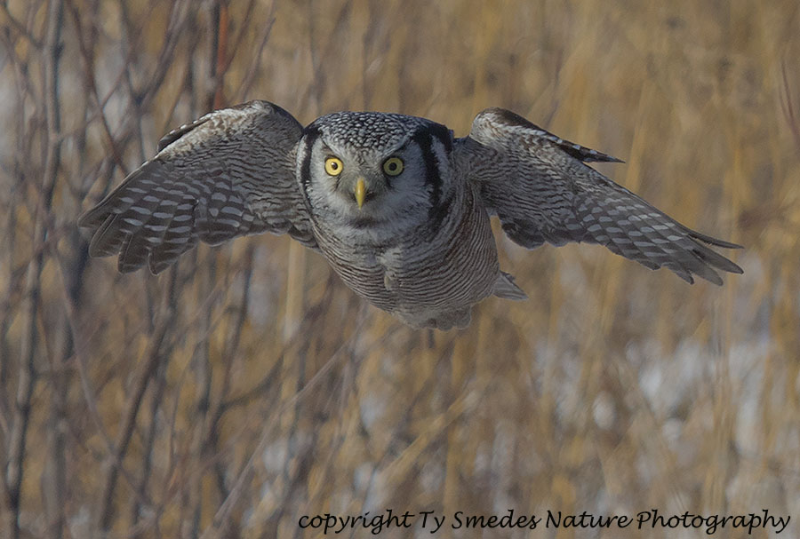 Northern Hawkowl Diving at Prey