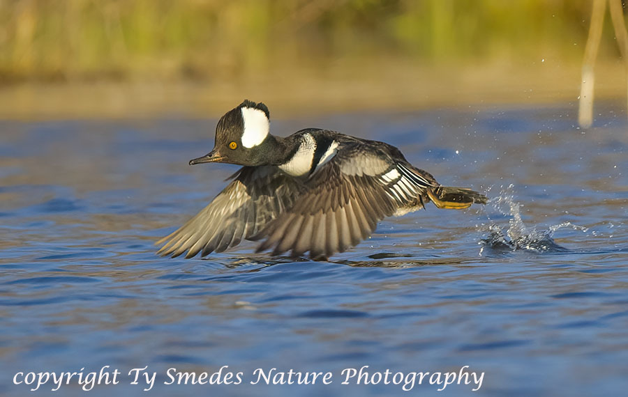 Hooded Merganser Drake Takeoff