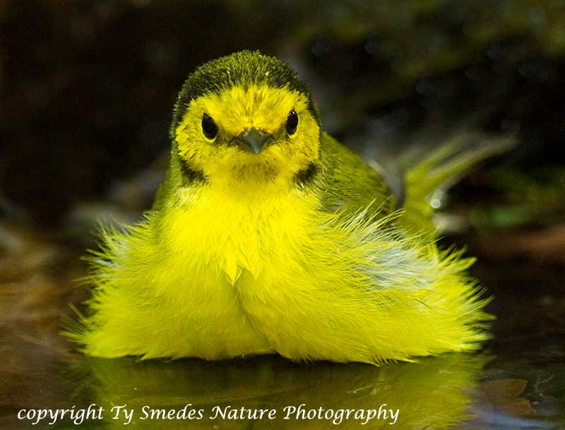 Hooded Warbler (Immature Male) Bathing