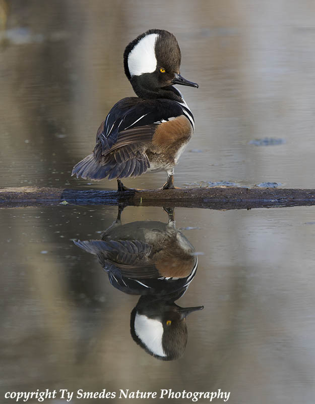 Hooded Merganser Drake Reflection