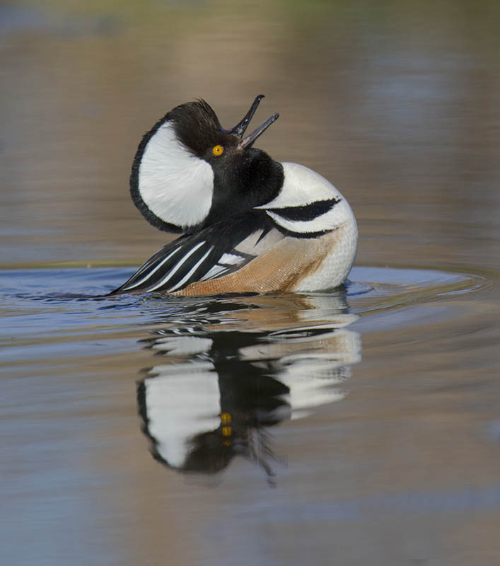 Hooded Merganser Drake Displaying