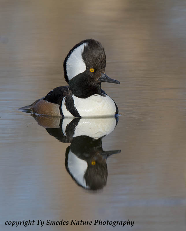 Hooded Merganser Drake Reflection