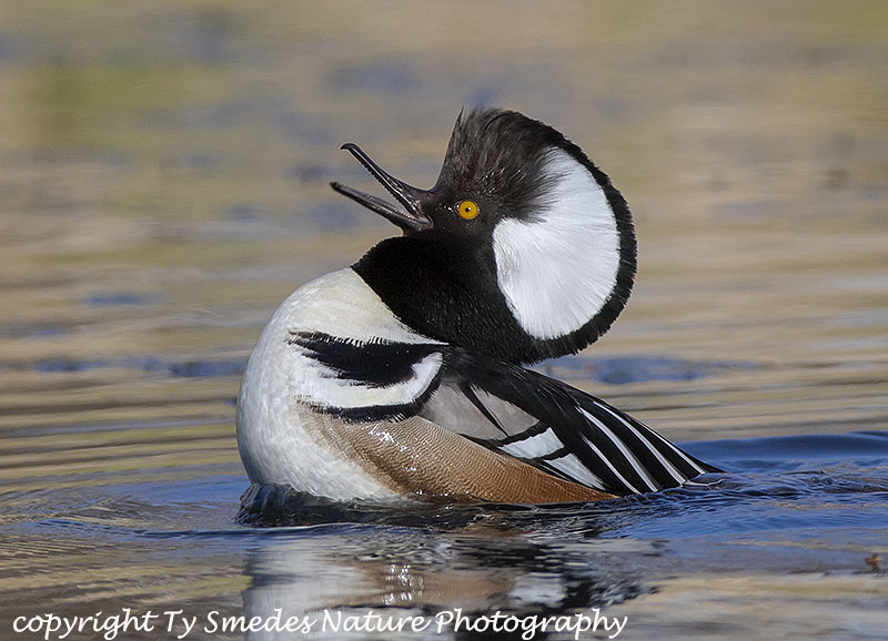 Hooded Merganser Drake displaying