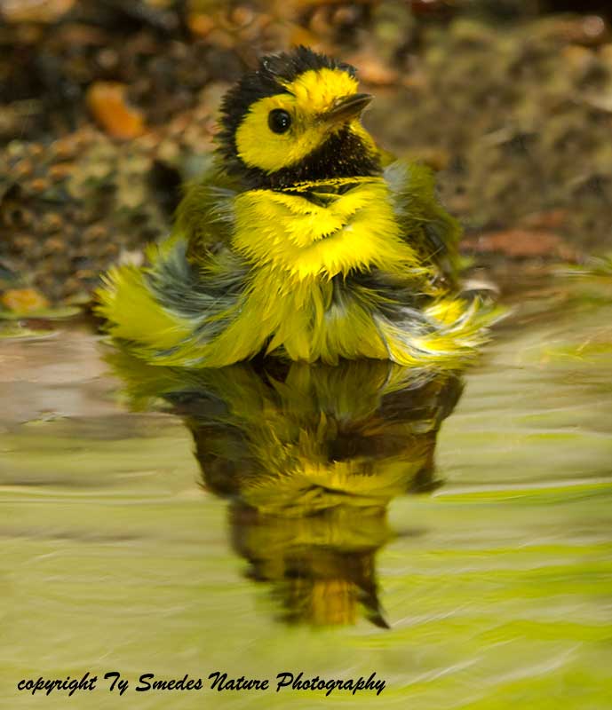 Hooded Warbler (male) bathing