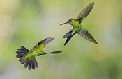 Two Hummmingbirds Fighting