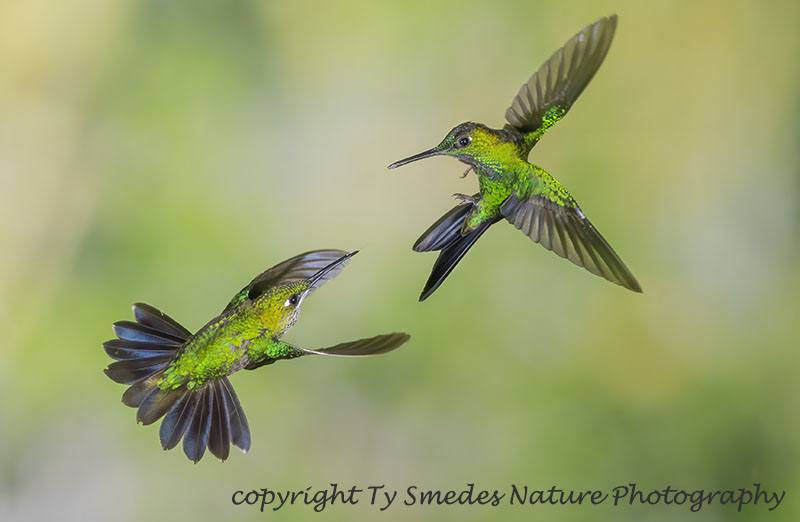 Two Hummmingbirds Fighting