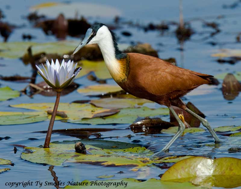 African Jacana Stalking a Bug in Water Lilly - Botswana