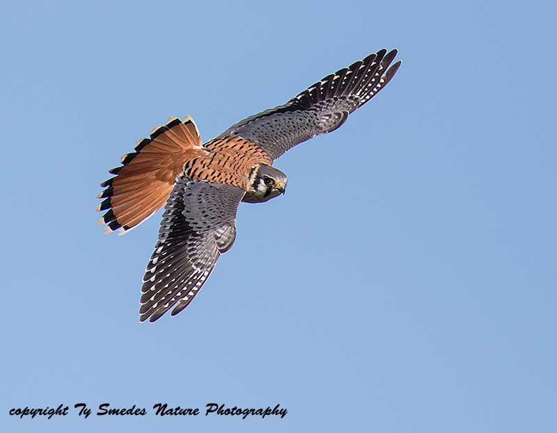 American Kestrel (Male)