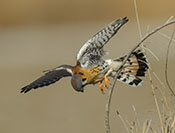 American Kestrel Howvering above Prey