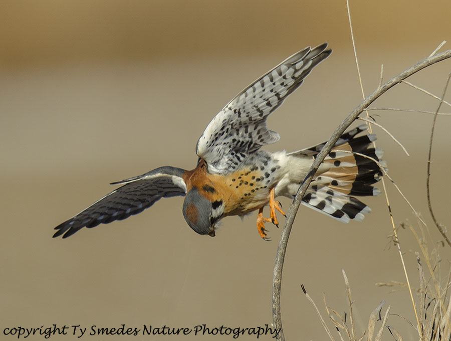 American Kestrel Hovering above Prey