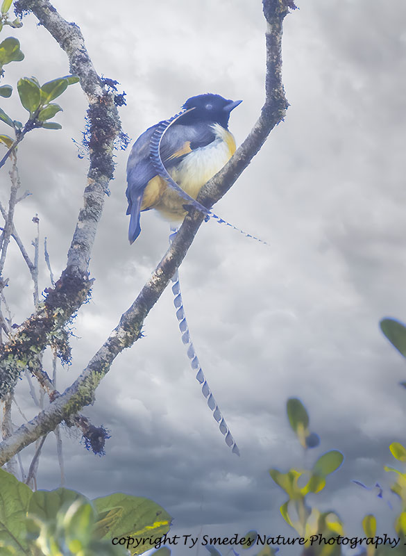 King of Saxony Bird of Paradise