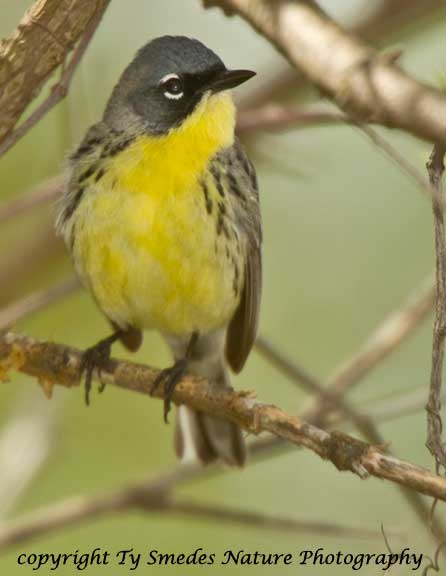 Endangered Kirtland's Warbler