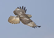 Krider's  Red-tailed Hawk