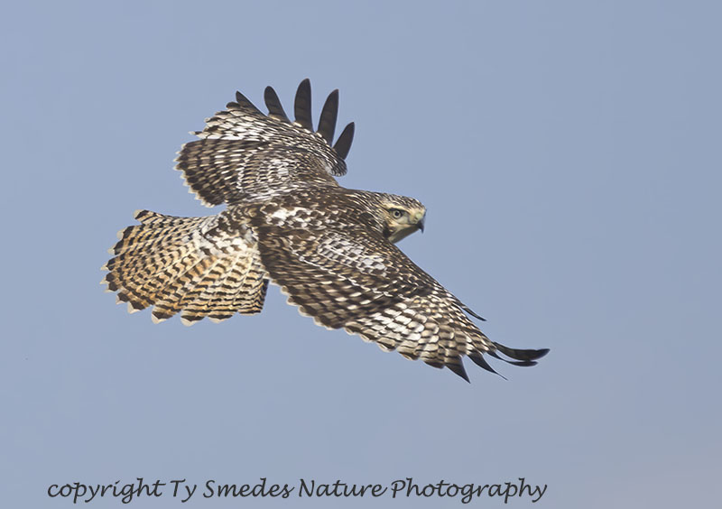 Krider's  Red-tailed Hawk