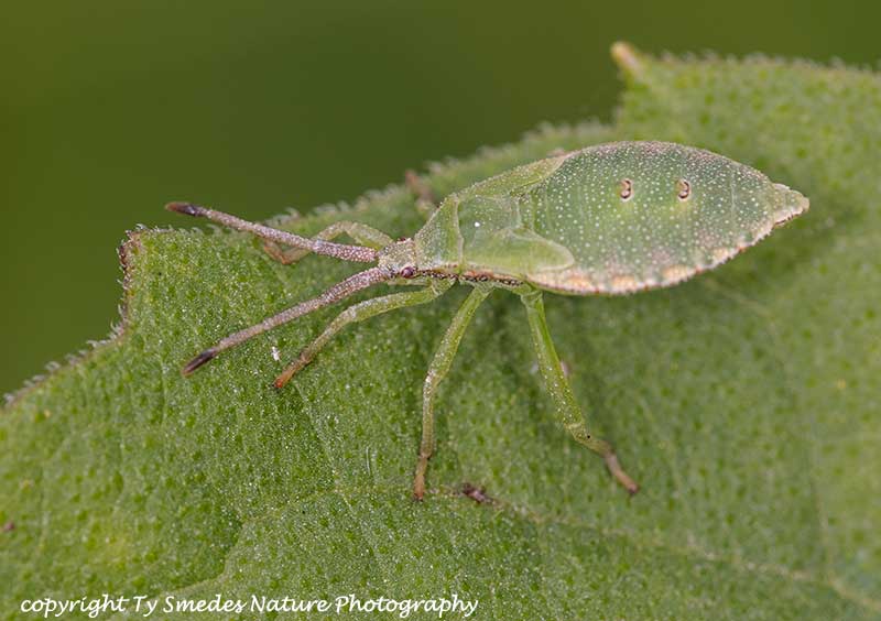 Leaf-footed Bug on Milkweed
