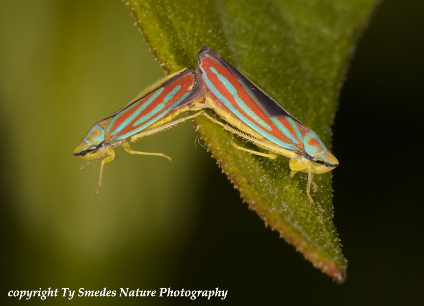 Mating Leafhoppers(cicadillidae)