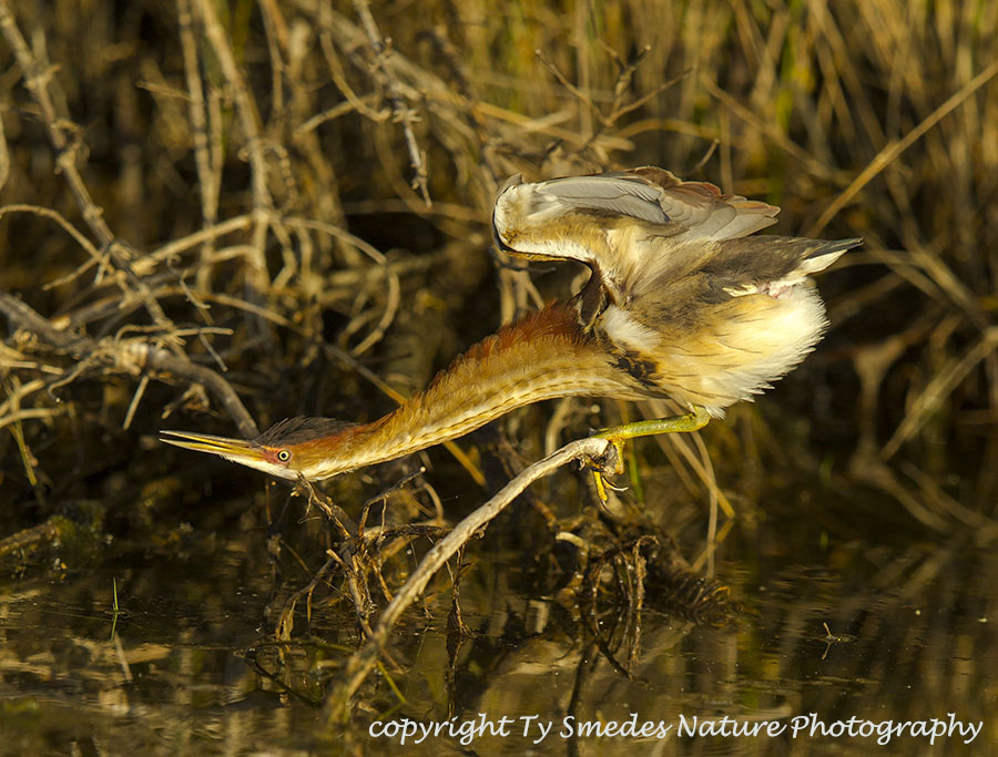 Least Bittern doing a morning stretch