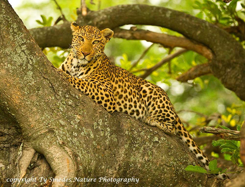Leopard in Tree - Botswana