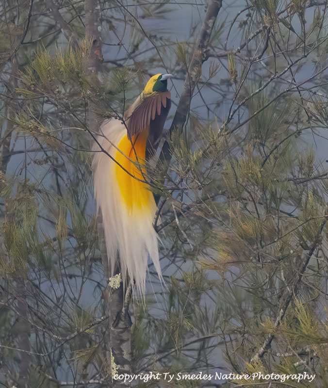 Lesser Bird of Paradise Male