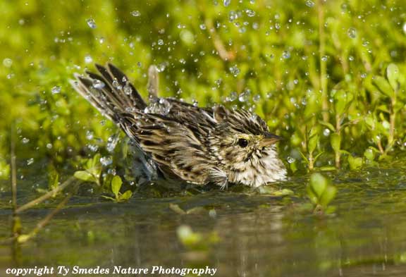 Lincoln's Sparrow bathing