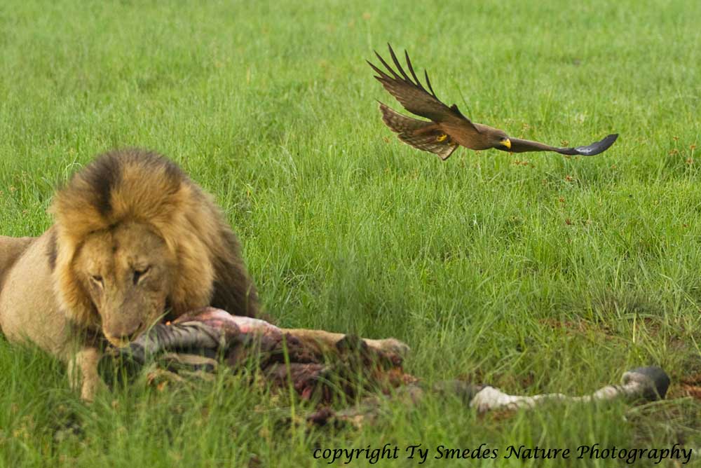 Yellow-billed Kite diving for scraps