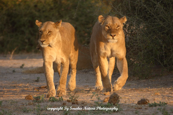 Lioness pair along the Chobe River, Botswana