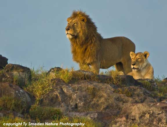 Lion pair, Ngorongoro Crater, Tanzania
