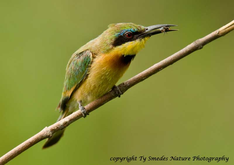 Little Bee Eater & Bee  - Botswana