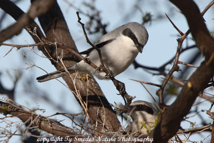 Male Loggerhead Shrike has just passed the remains of a small bird to his mate, on the nest