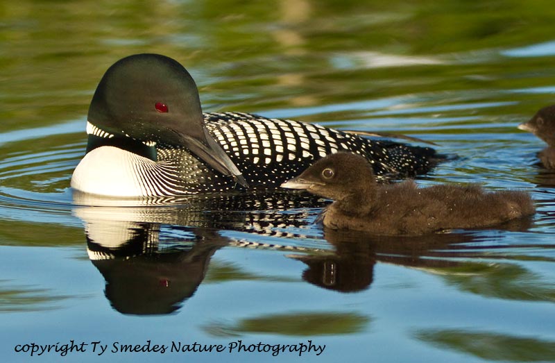 Loon with food to feed the hungry youngster