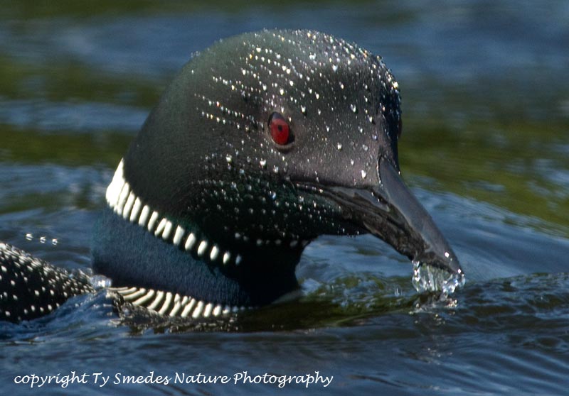 Common Loon Head close-up with beads of water