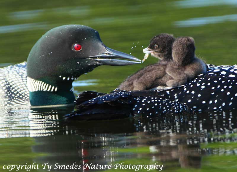 Male Loon feeding a minnow to youngster