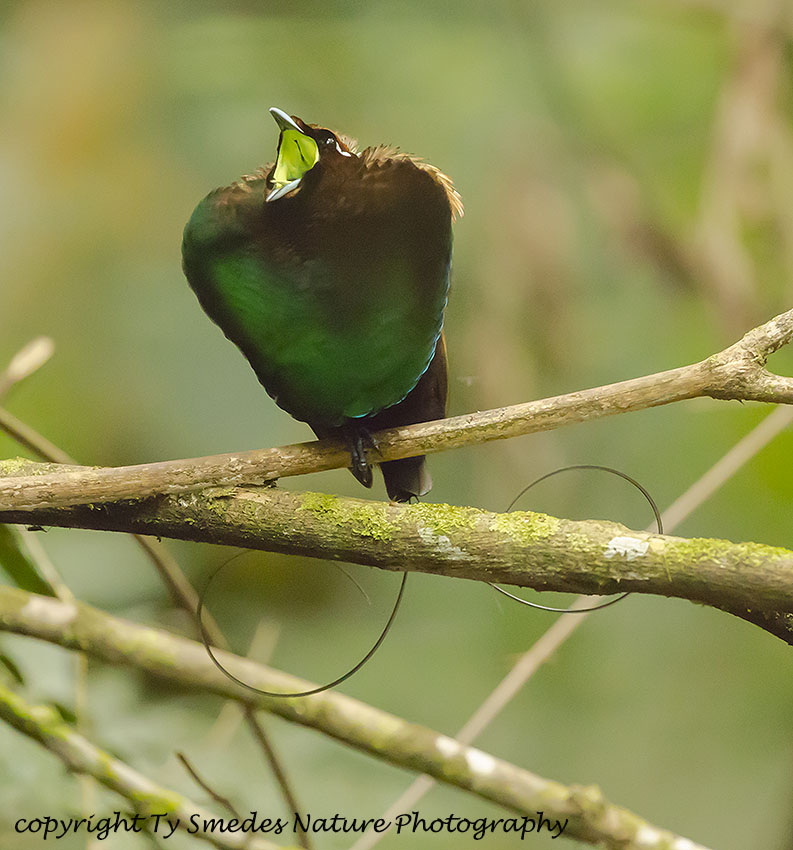 Magnificent Bird of Paradise - West Papua