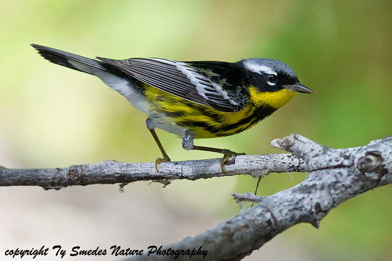 Magnolia Warbler (male)