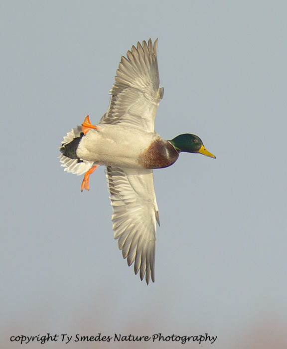 Mallard Drake Banking